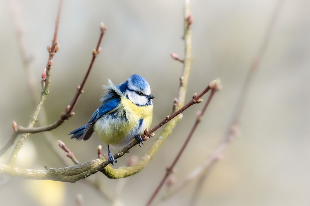 Frühlings - Blaumeise