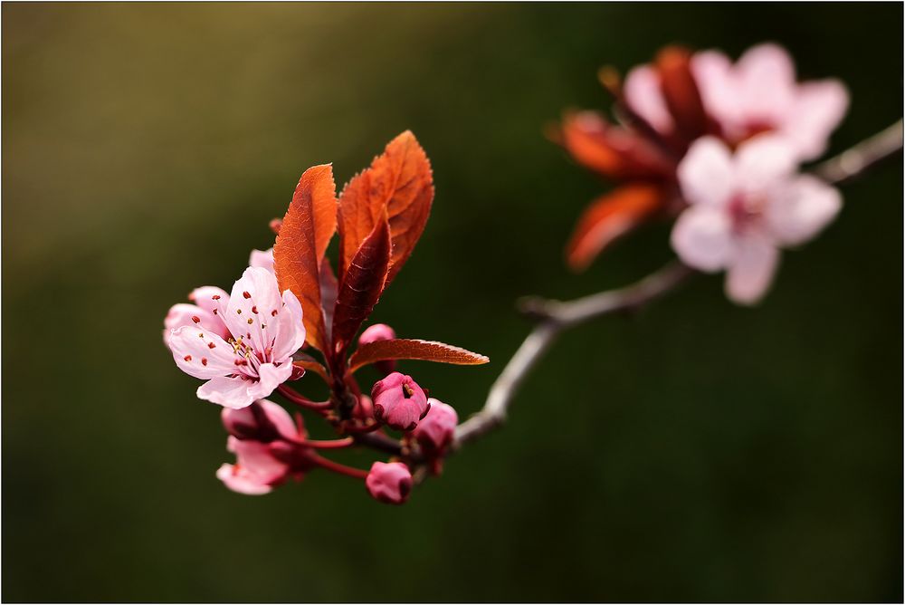 Frühlings-Blüte...
