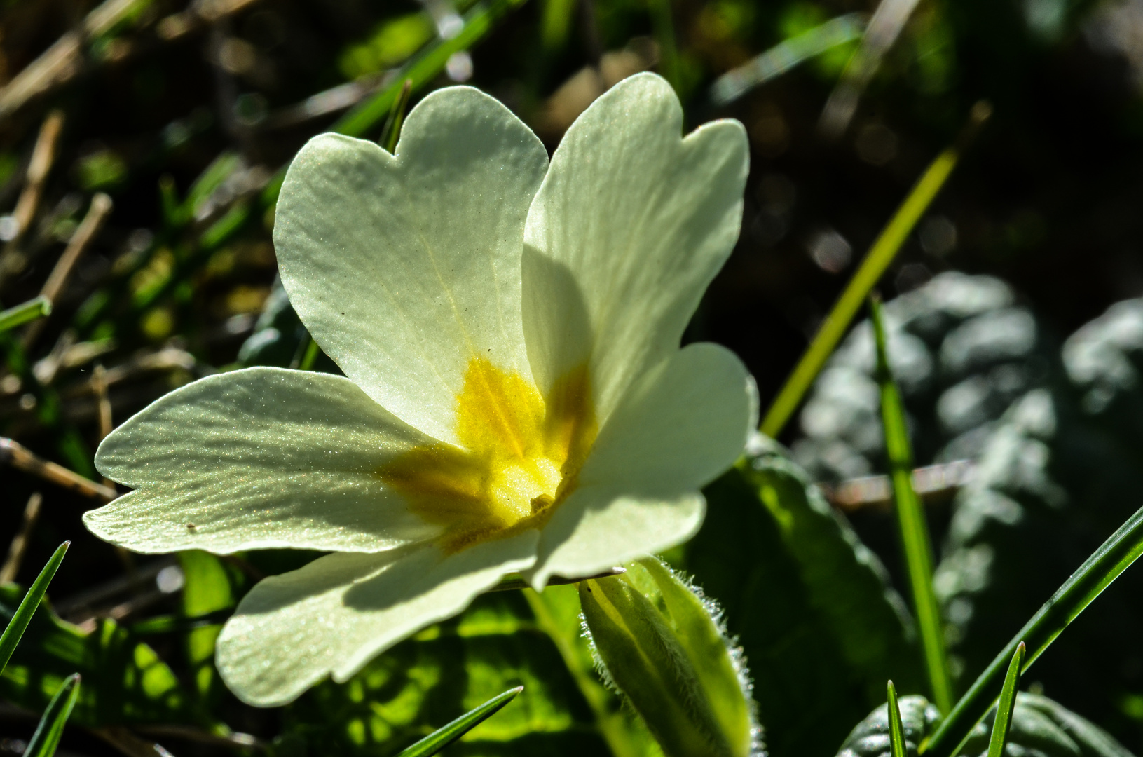 Frühlings Blüten 1