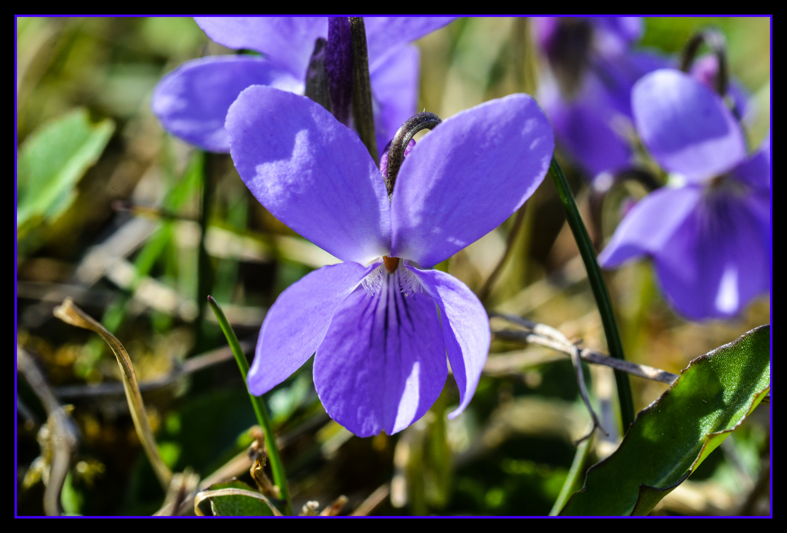 Frühlings Blüten 2