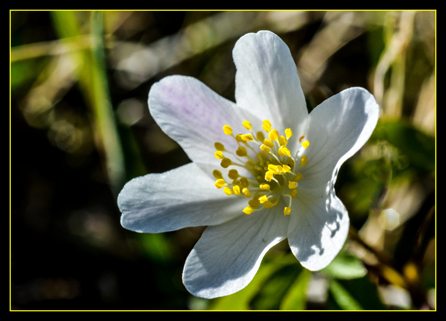 Frühlings Blüten 3