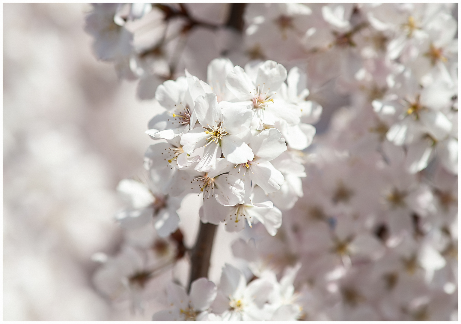 Frühlings - Blüten 