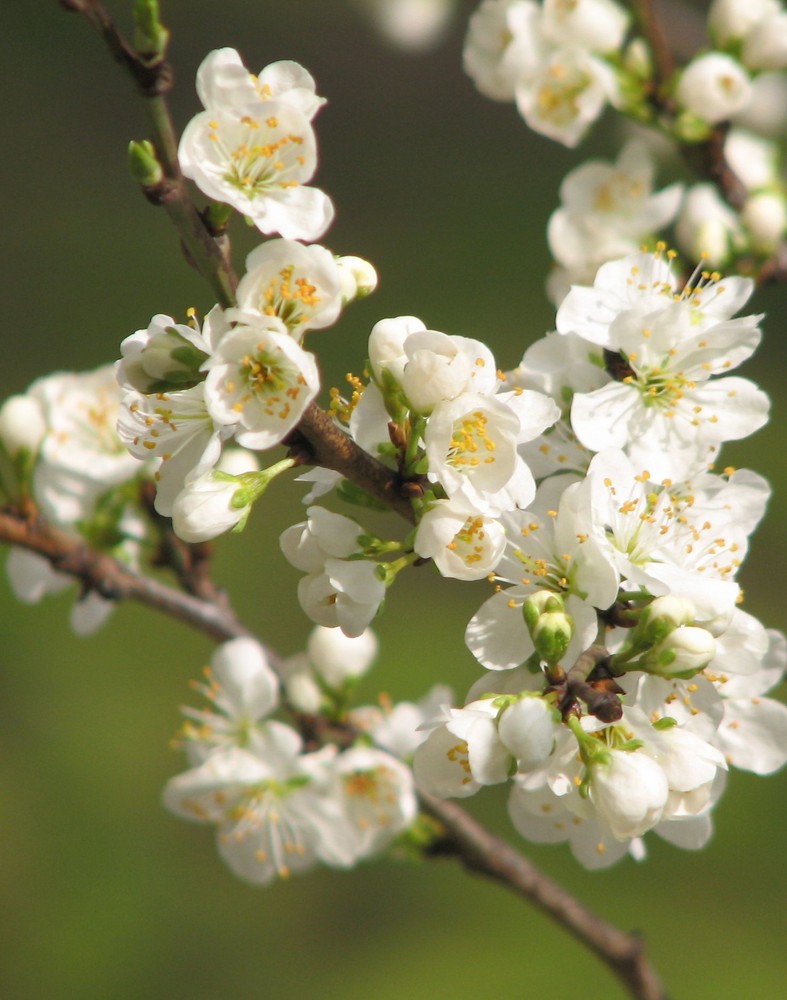 Frühlings-Blüten