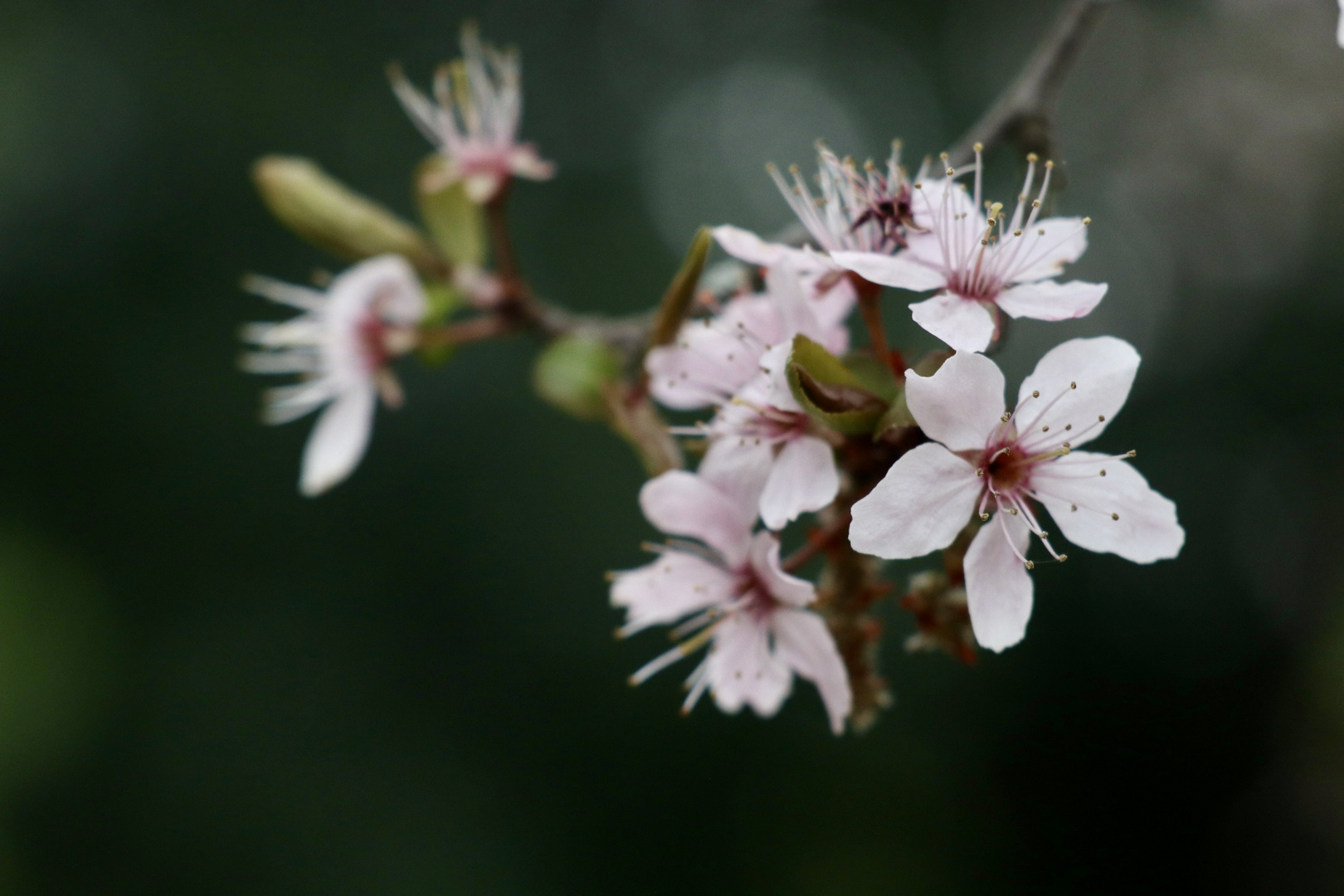 Frühlings-Blüten