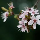 Frühlings-Blüten