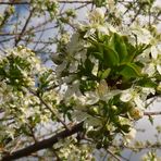 Frühlings-Blüten