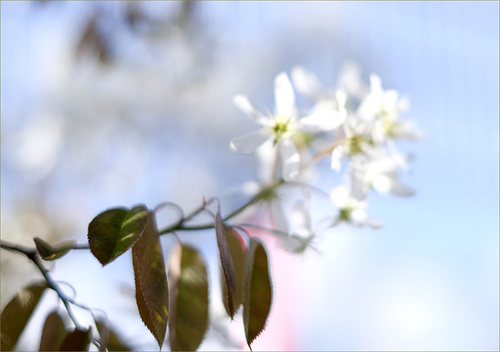 frühlings-blüten