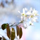 frühlings-blüten