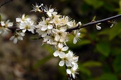 Frühlings- Blüten