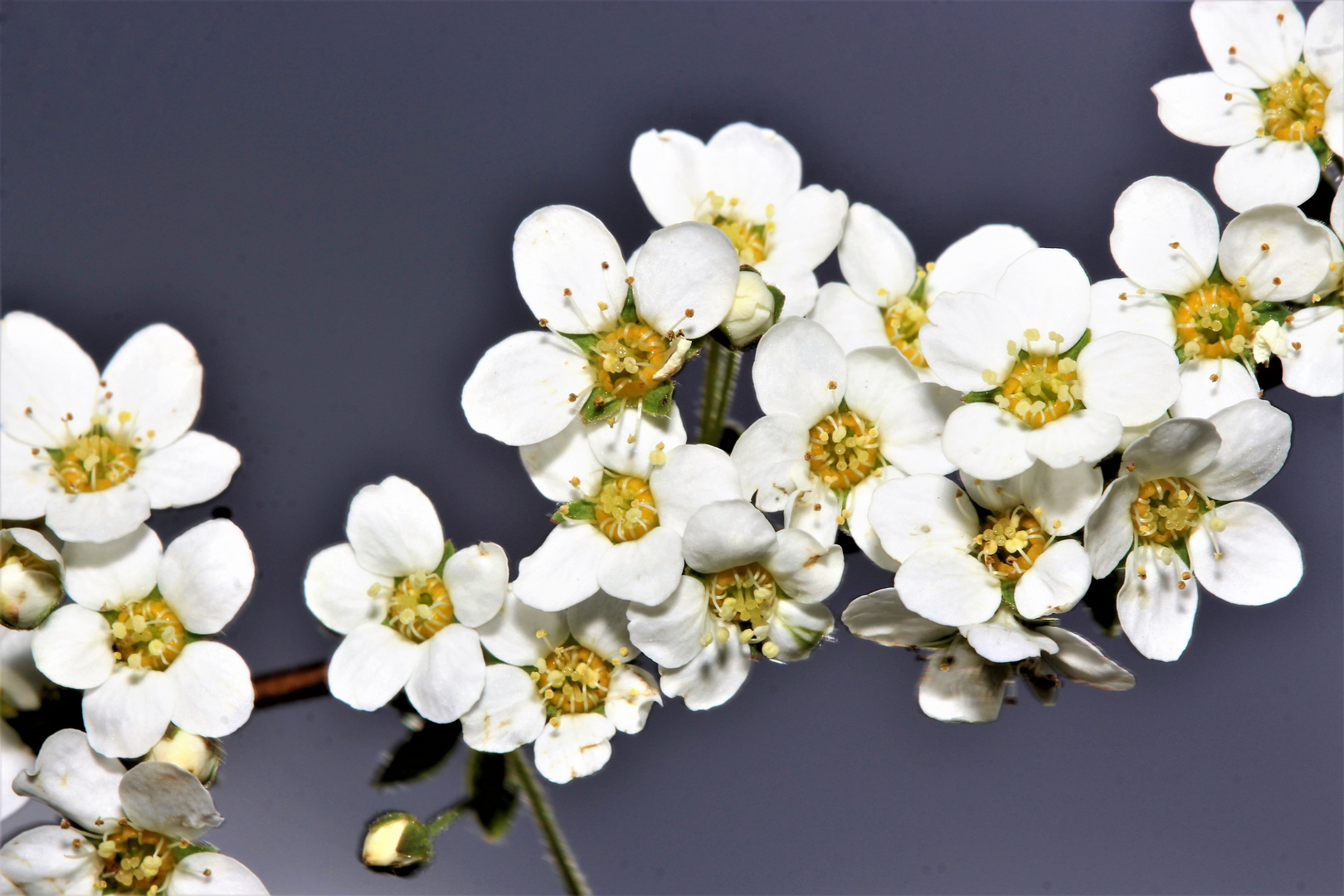 Frühlings Blüten