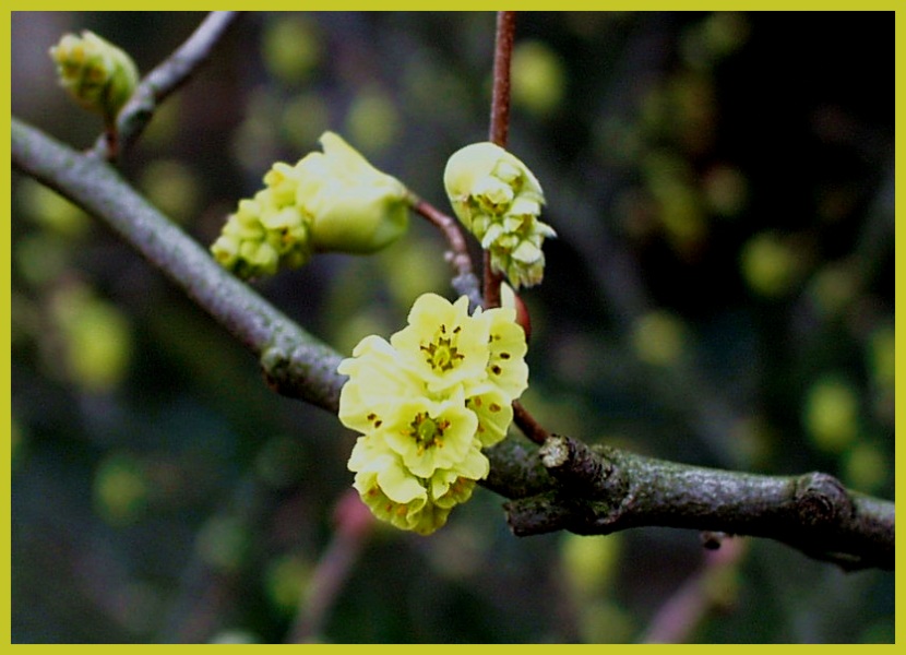 Frühlings Blüten & Knospen