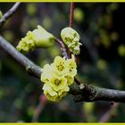 Frühlings Blüten & Knospen