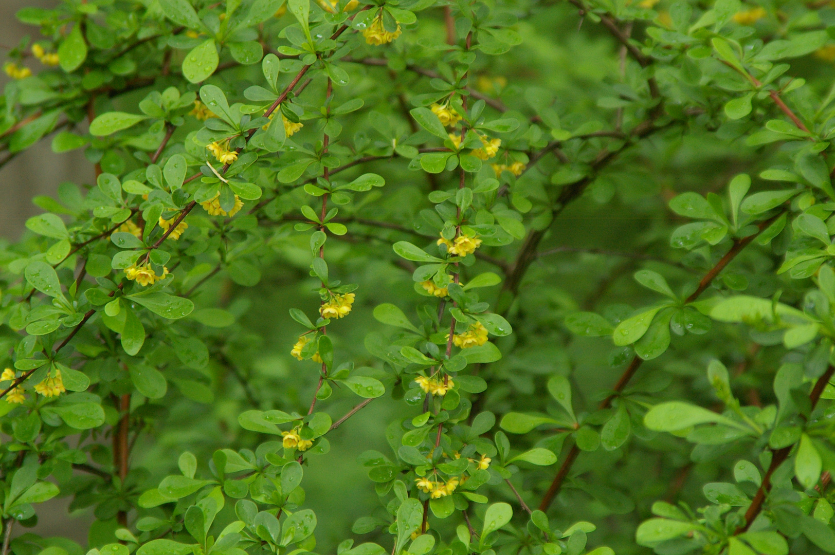 Frühlings-Blüten-Suche 3