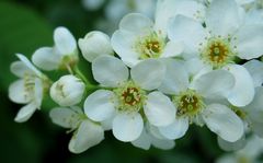 Frühlings Blüten Zauber II