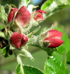 Frühlings Blüten Zauber III