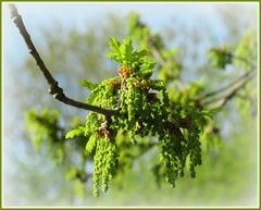 Frühlings Blüten Zauber IV