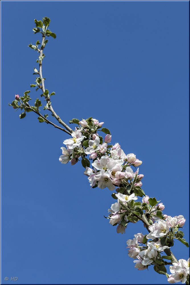 Frühlings-Blütenrausch