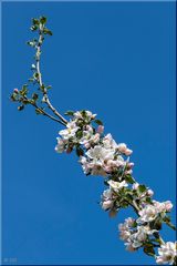 Frühlings-Blütenrausch