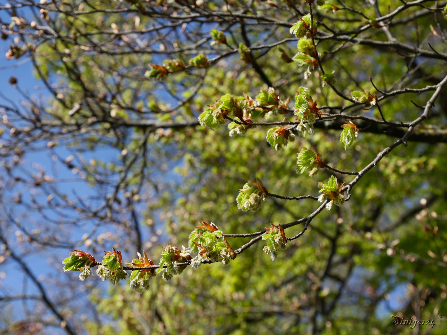 Frühlings Blütenzauber