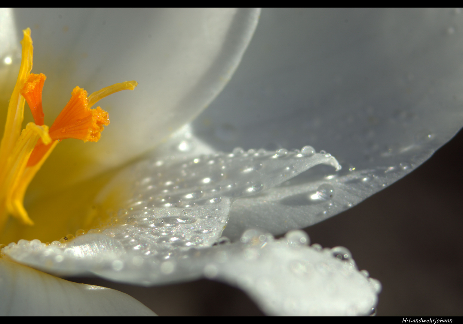 Frühlings Blume