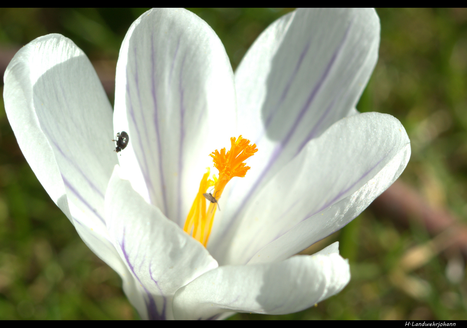 Frühlings Blume II