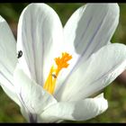 Frühlings Blume II