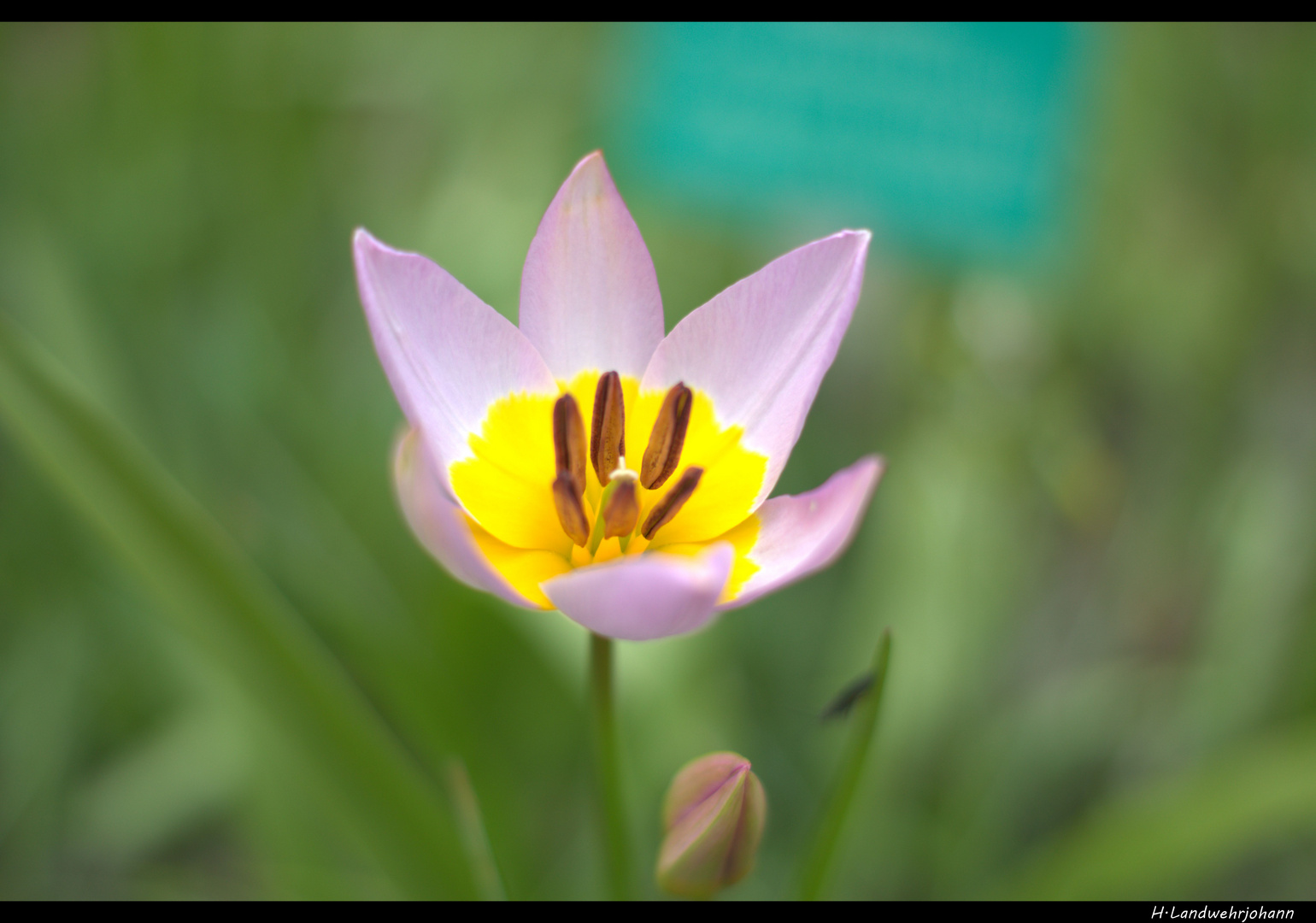 Frühlings Blume III