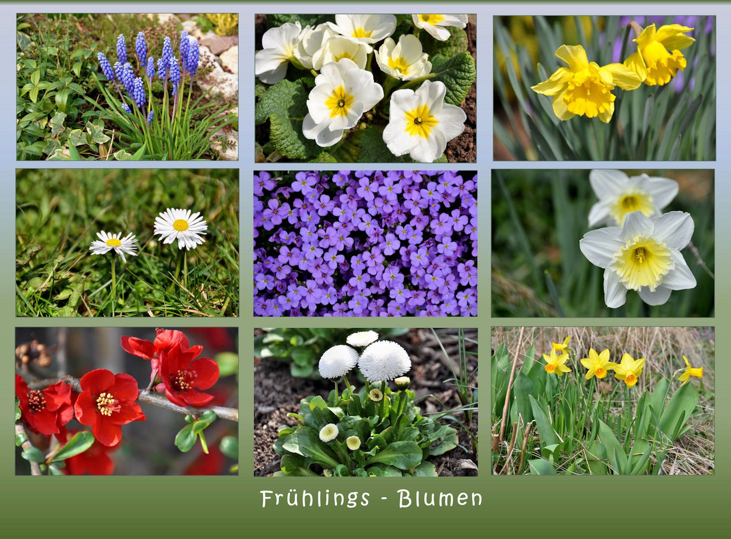 Frühlings -Blumen...