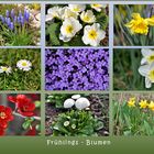 Frühlings -Blumen...
