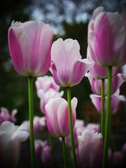 ...Frühlings Blumen