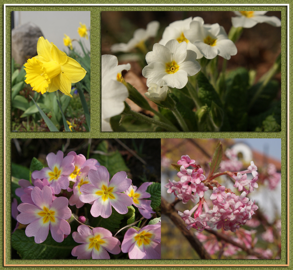 Frühlings-Blumen