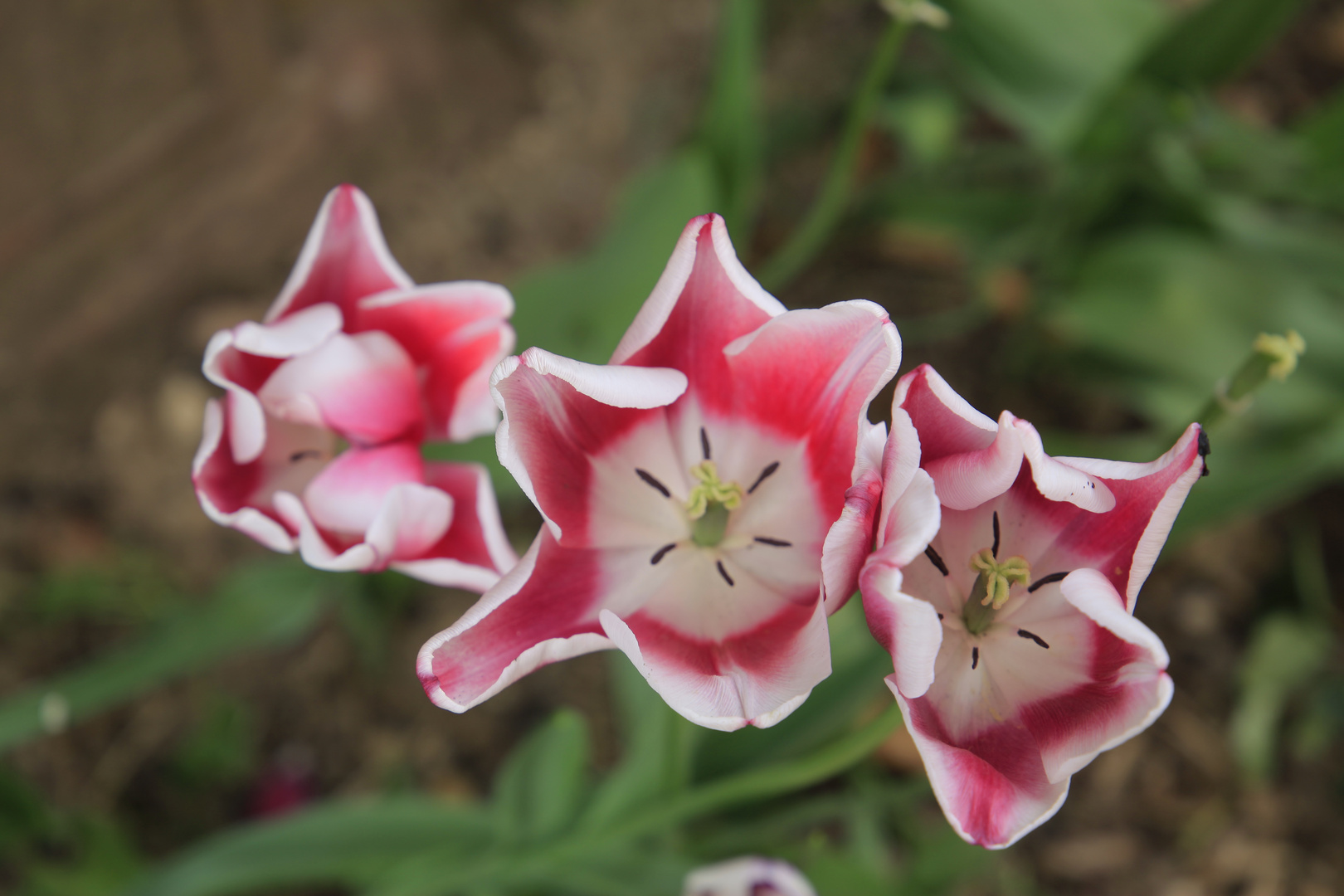 Frühlings Blumen in Frühlingsanfang