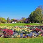 Frühlings-Blumenpracht