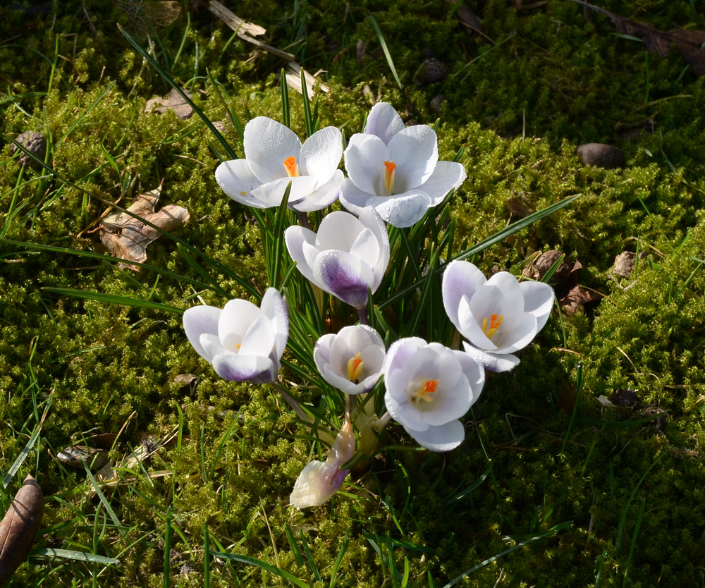 Frühlings-Boten