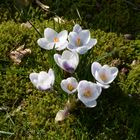 Frühlings-Boten