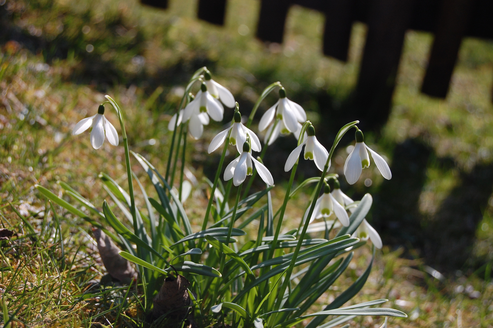 Frühlings-Boten