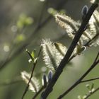 FRÜHLINGS - BOTEN .... sprießen sie auch bei euch schon?