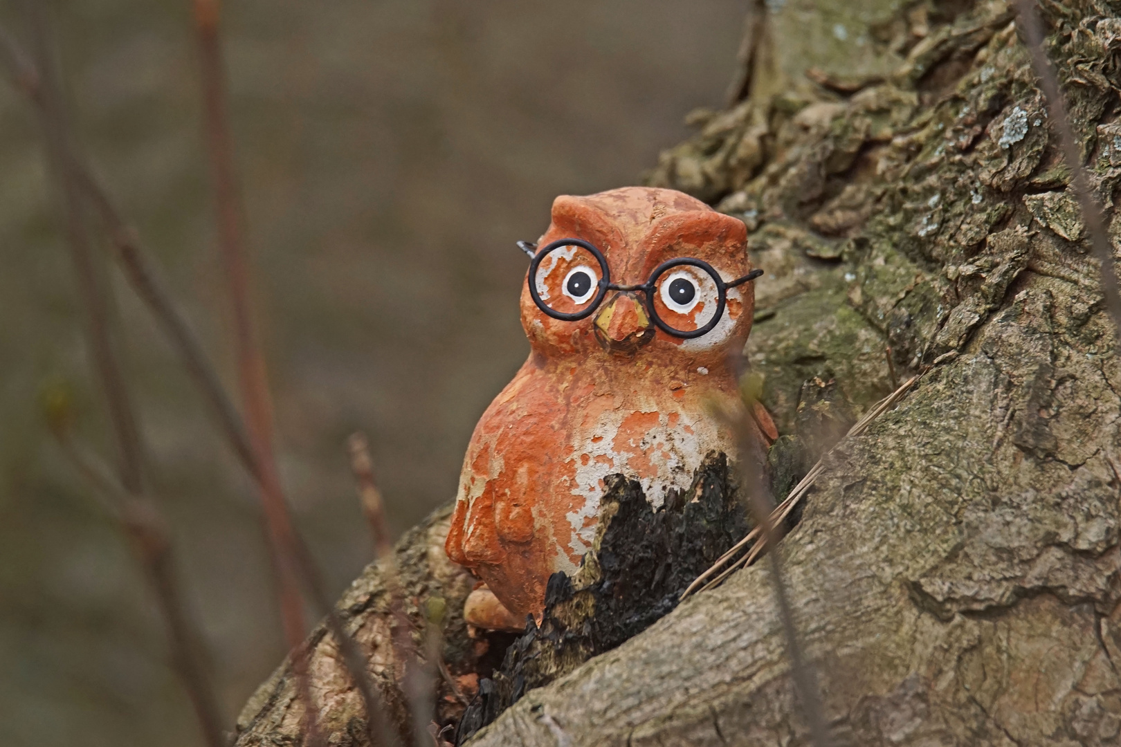 Frühlings-Brilleneule (Strix optica ssp, fielmannii)