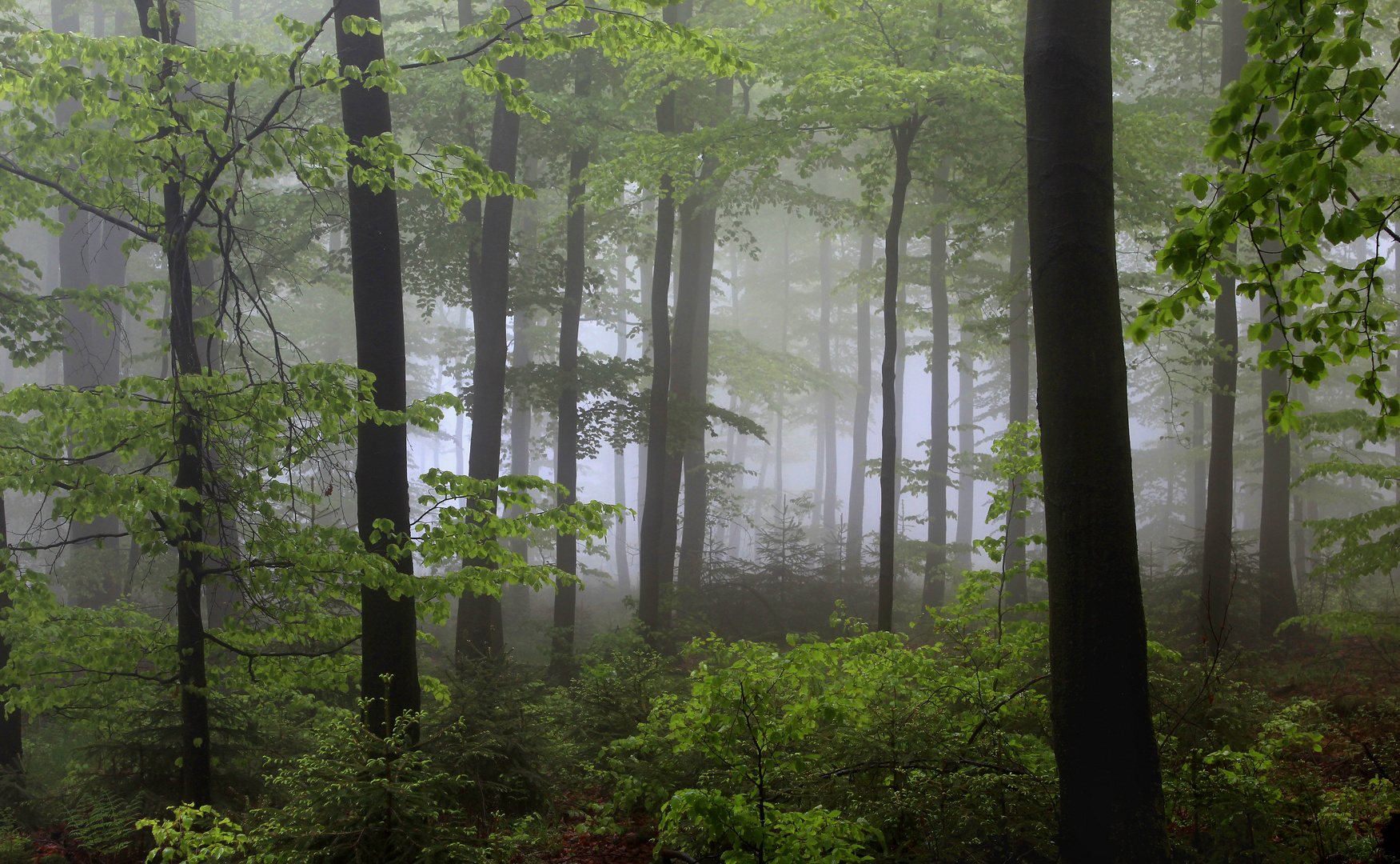 Frühlings-Buchenwald im Nebel, auf dem Stimm Stamm