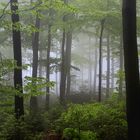 Frühlings-Buchenwald im Nebel, auf dem Stimm Stamm