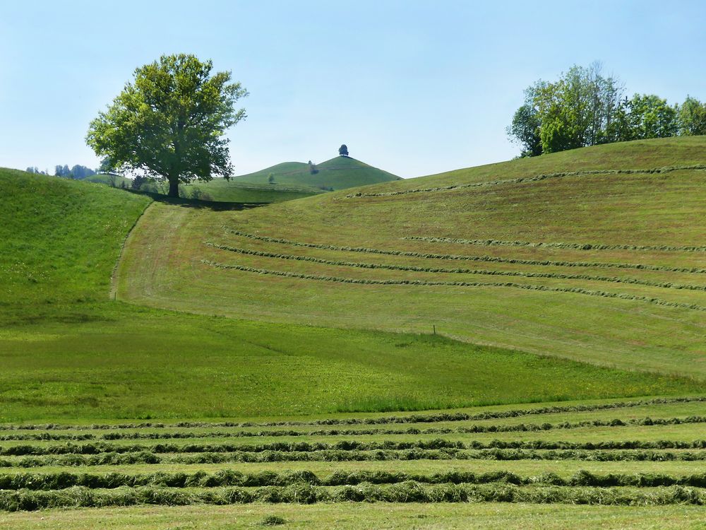 Frühlings-Drumlins