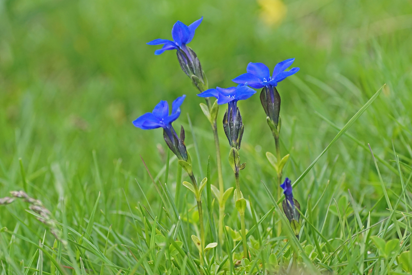 Frühlings-Enzian (Gentiana varna)