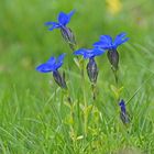 Frühlings-Enzian (Gentiana varna)