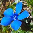 Frühlings-Enzian 'Gentiana verna'