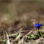 Frühlings-Enzian (Gentiana verna).