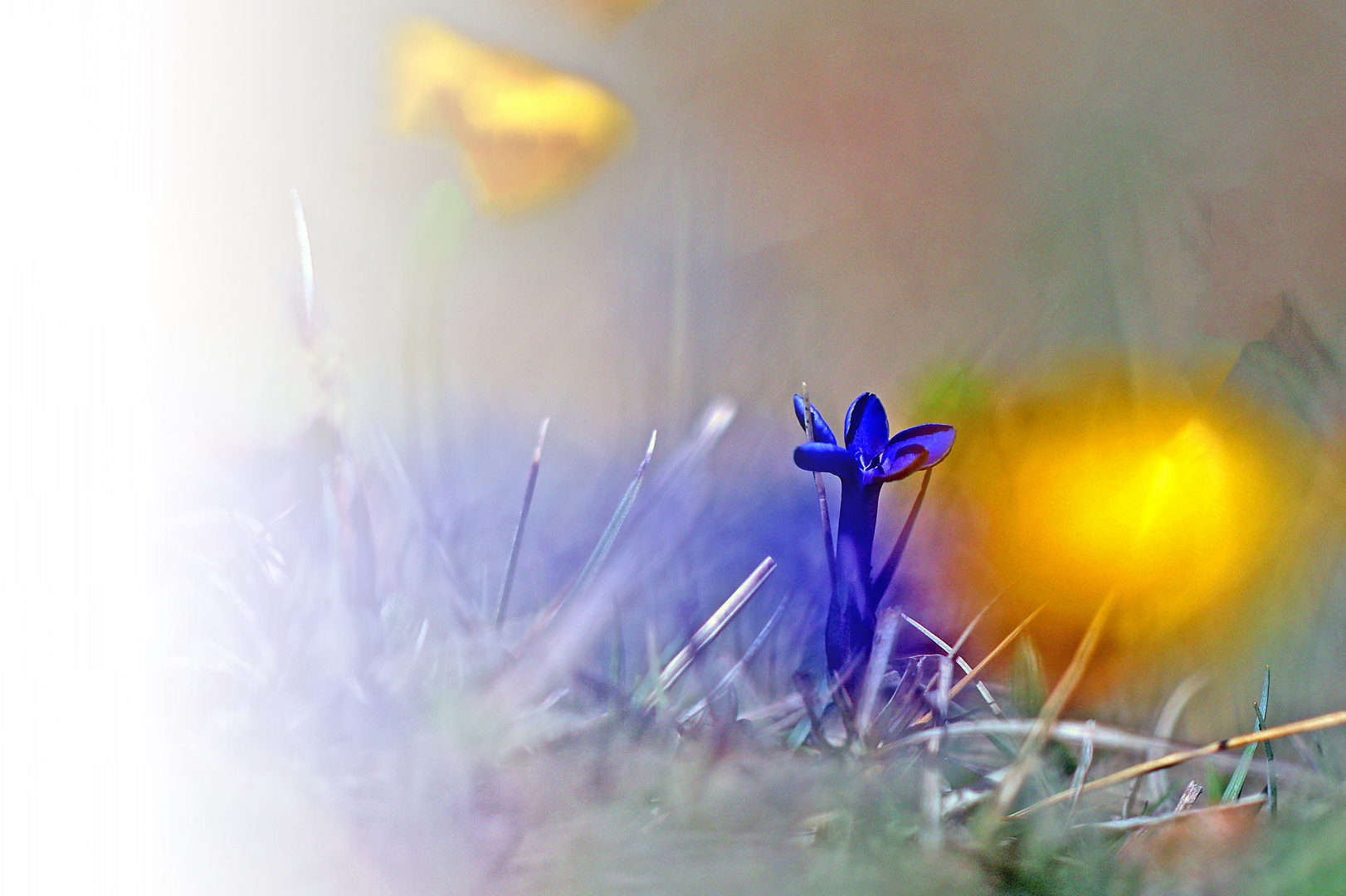  Frühlings-Enzian (Gentiana verna)