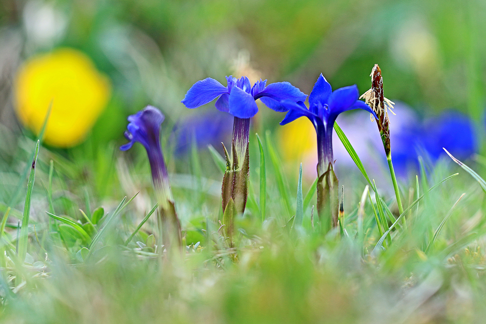 Frühlings-Enzian (Gentiana verna)