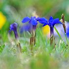 Frühlings-Enzian (Gentiana verna)