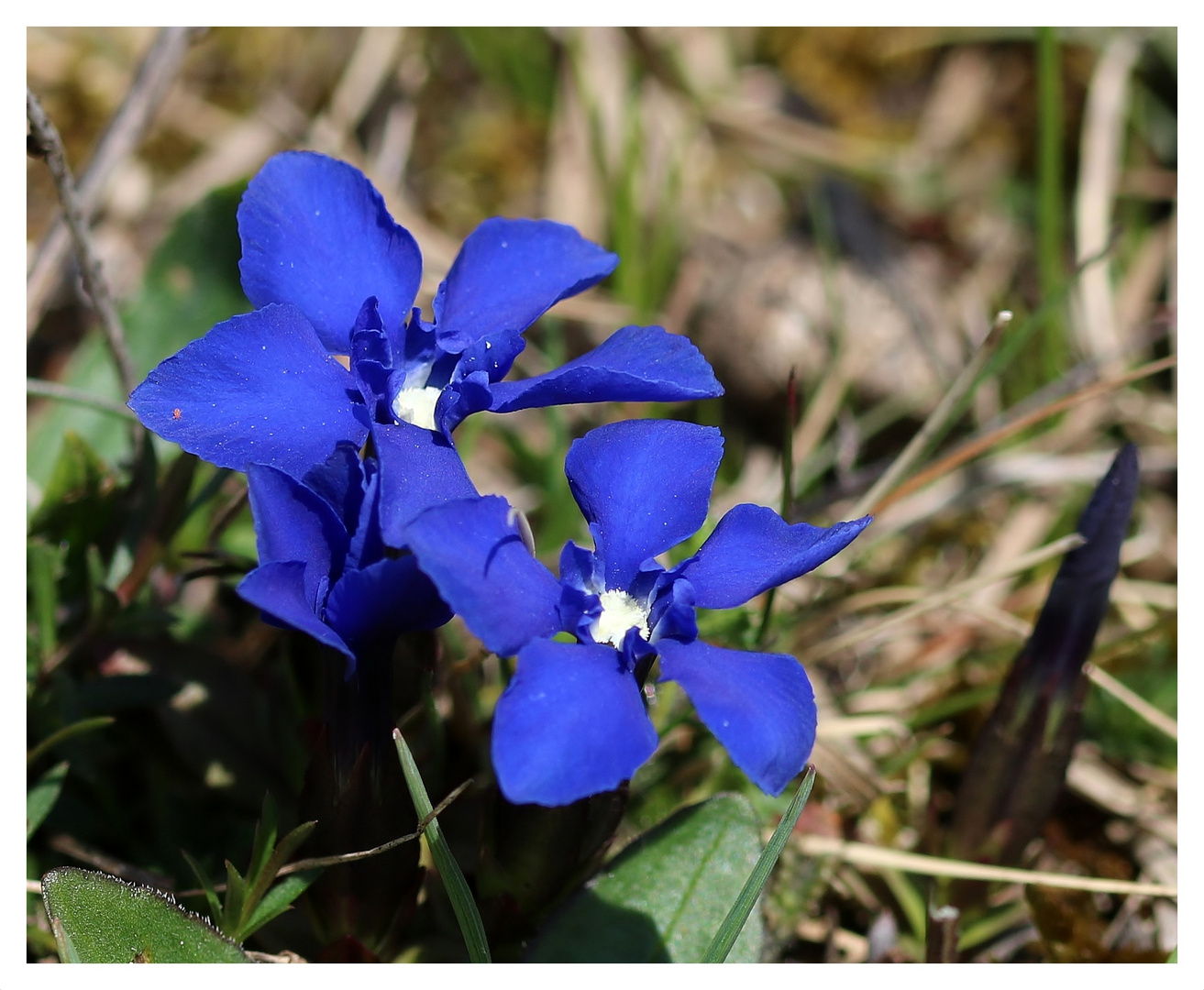 Frühlings-Enzian (Gentiana verna).