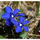 Frühlings-Enzian (Gentiana verna).